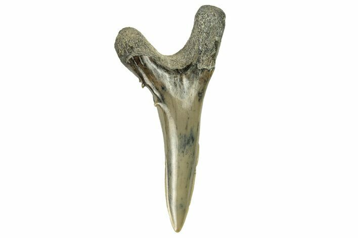 Snaggletooth Shark (Hemipristis) Lower Tooth - Aurora, NC #257624